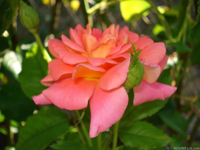 'Marlène Jobert' rose photo