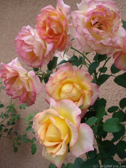 'Jean Piat ®' rose photo