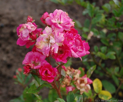'Baby Deitz' rose photo