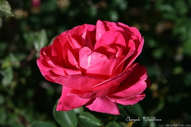 'Cherryade' rose photo