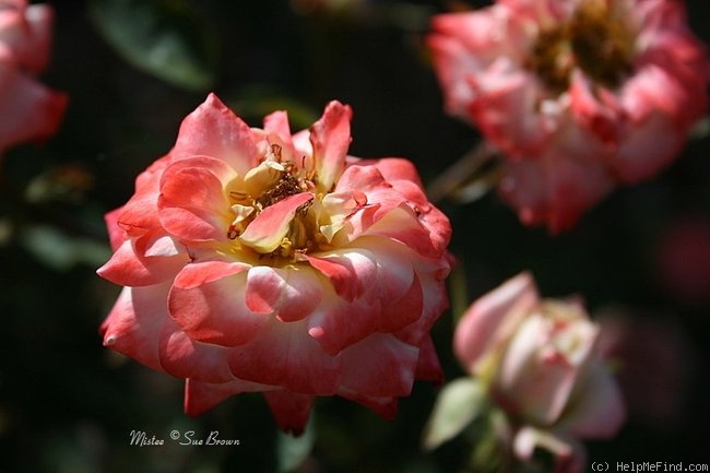 'Mistee' rose photo