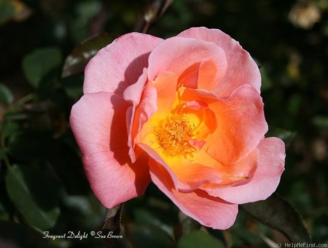 'Fragrant Delight ® (floribunda, Tysterman, 1978)' rose photo