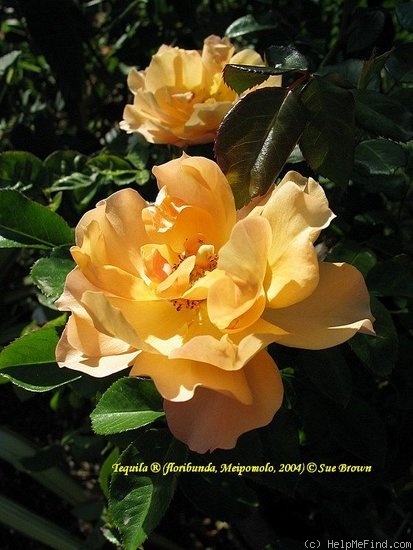 'Téquila ® (floribunda, Meilland, 2002)' rose photo
