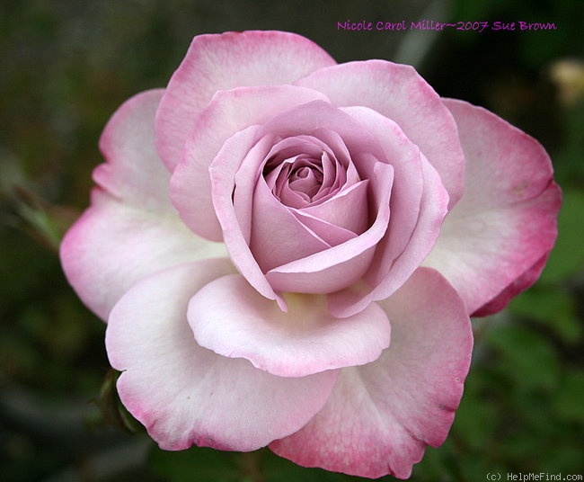 'Nicole Carol Miller ™' rose photo