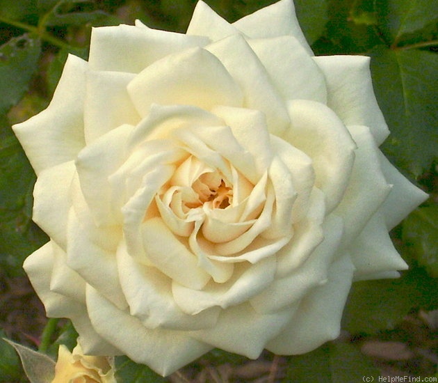 'White Cap' rose photo