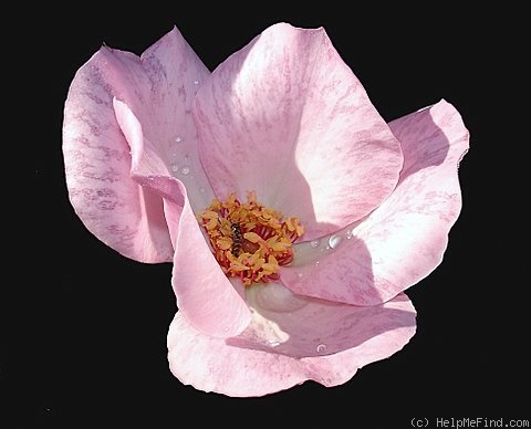 'Dainty Bess' rose photo