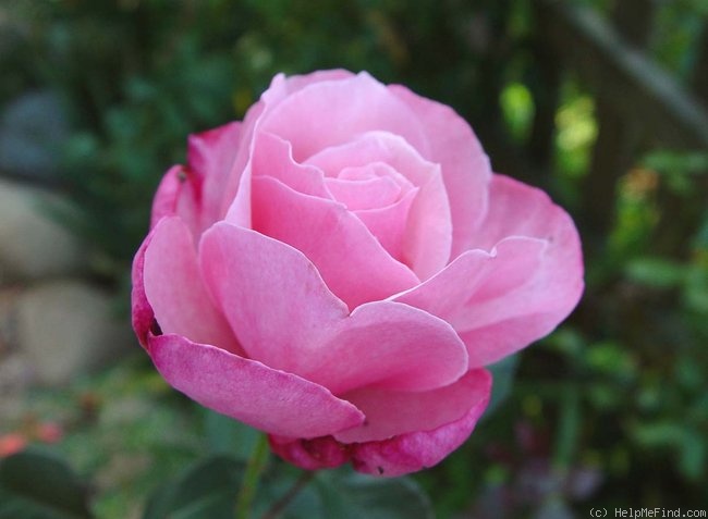 'Columbus Queen' rose photo