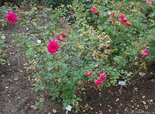 'Salza (lambertiana, Berger 1956)' rose photo