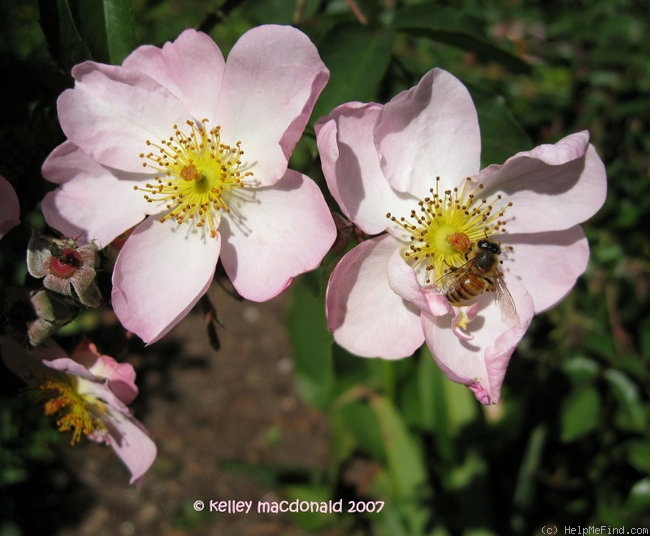 'Smarty ® (shrub, Ilsink 1977)' rose photo