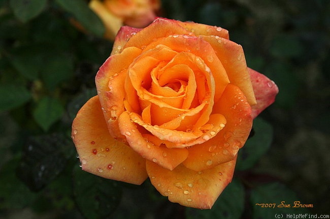 'Strike It Rich ™' rose photo