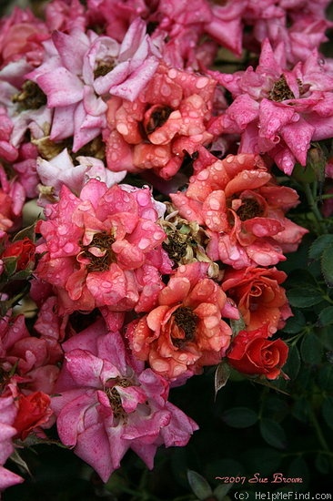 'Copper Sunset ™' rose photo