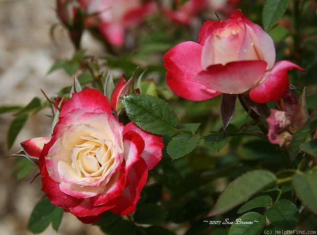 'Lipstick 'n' Lace' rose photo
