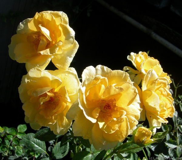 'Sun Flare' rose photo