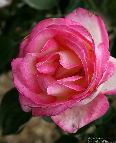 'Princesse de Monaco ® (hybrid tea, Meilland, 1971/81)' rose photo