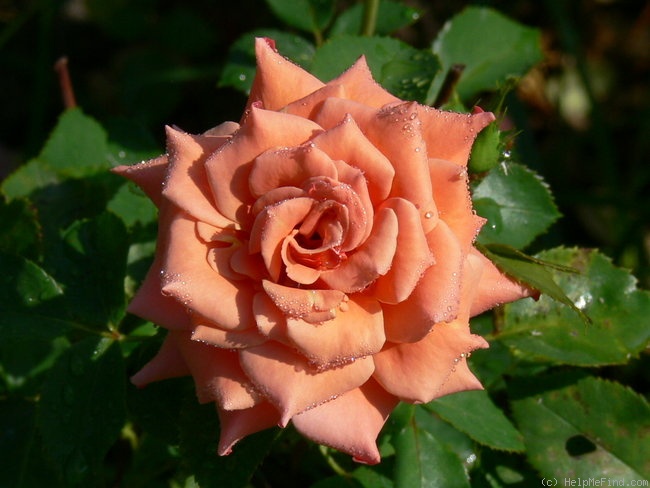 'Anne Henderson' rose photo