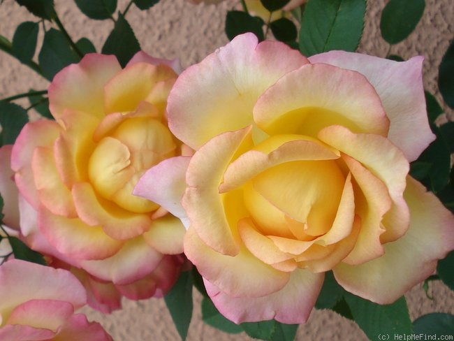 'Jean Piat ®' rose, click to enlarge 'Jean Piat ®' rose photo