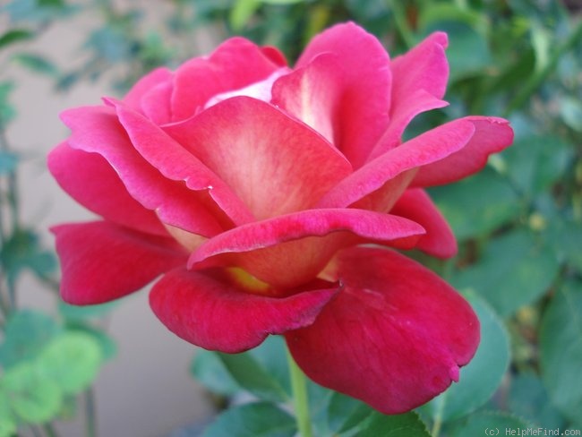 'Macha Méril ®' rose photo