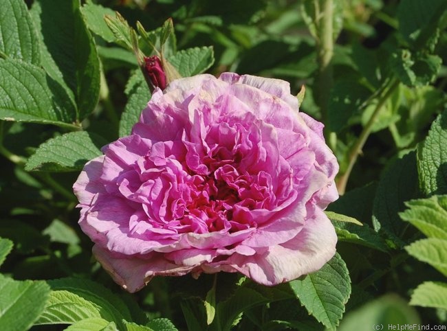'Fredrik Hellstrand' rose photo
