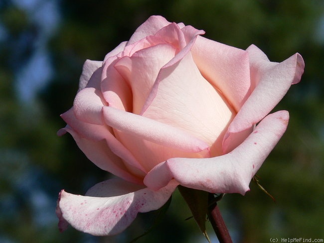 'Helen Keller ® (hybrid tea, Barni, 1991)' rose photo