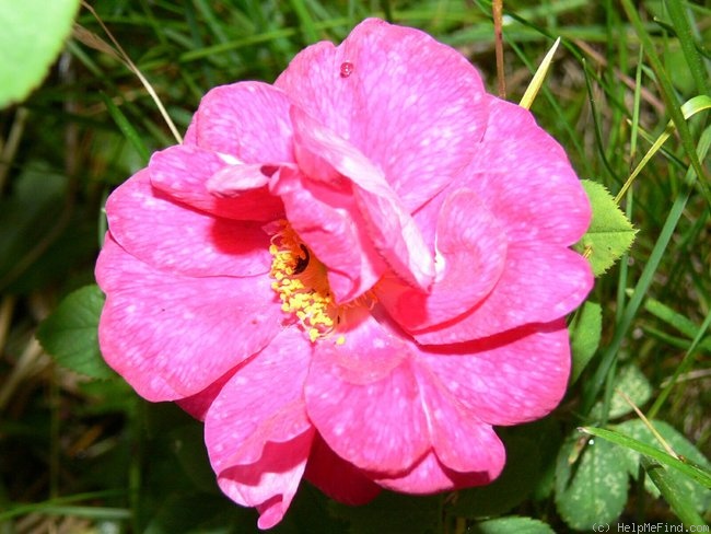 'Aliénor d'Aquitaine' rose photo
