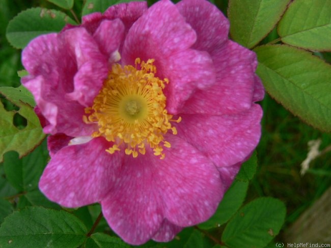 'Aliénor d'Aquitaine' rose photo