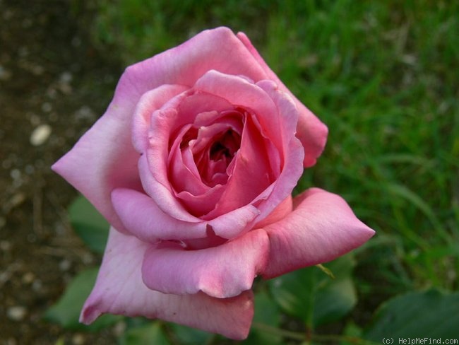 'Mutter Brada II' rose photo