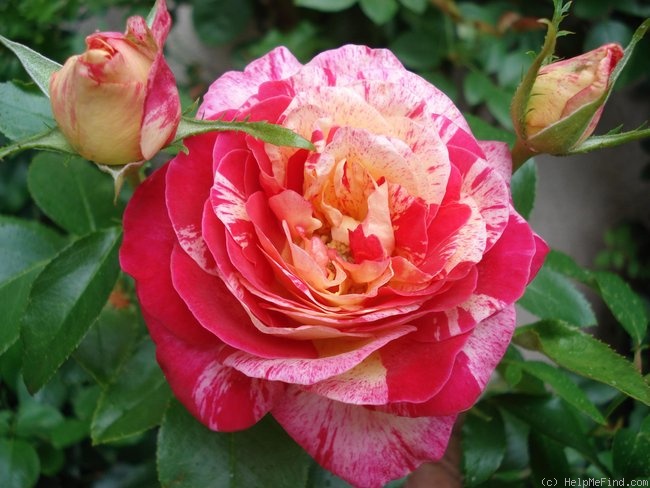 'Camille Pissarro ™' rose photo