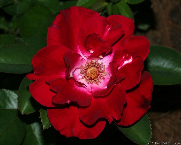 'Priscilla Burton ®' rose photo