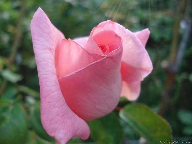 'Rosy Mantle' rose photo