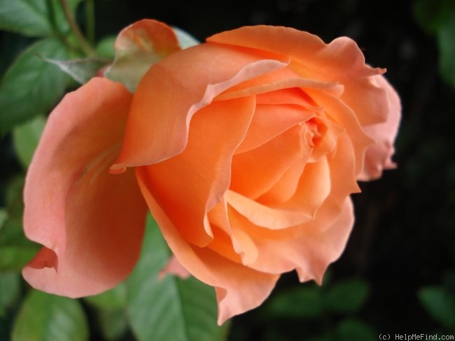 'Rikita ®' rose photo