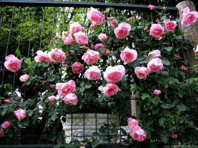 'Madame Grégoire Staechelin' rose photo