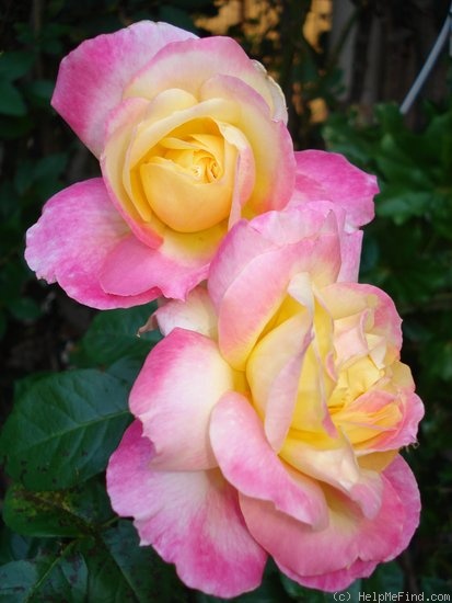 'Pullman Orient Express ®' rose photo