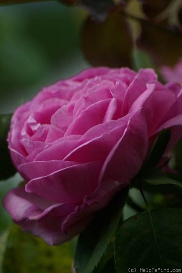 'Charles XII (bourbon, Dickerson 2004)' rose photo