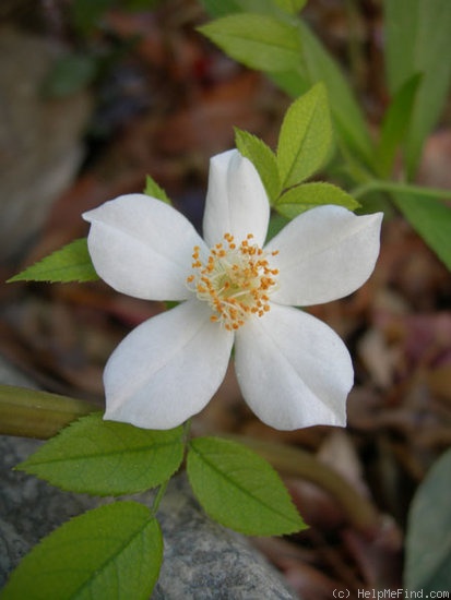 'Simplex (miniature, Moore, 1961)' rose photo