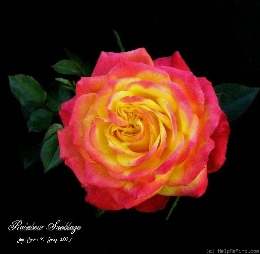 'Rainbow Sunblaze ®' rose photo