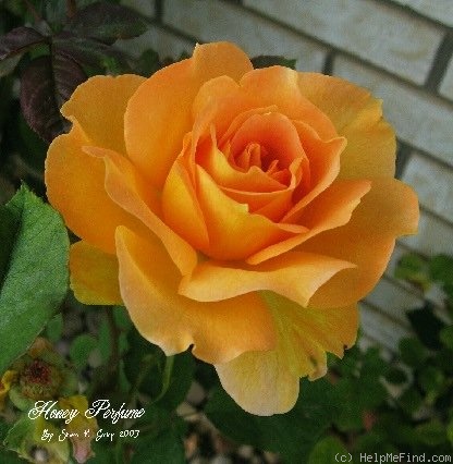 'Honey Perfume ™' rose photo