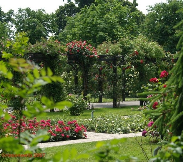 'Rosarium im Doblhoffpark'  photo
