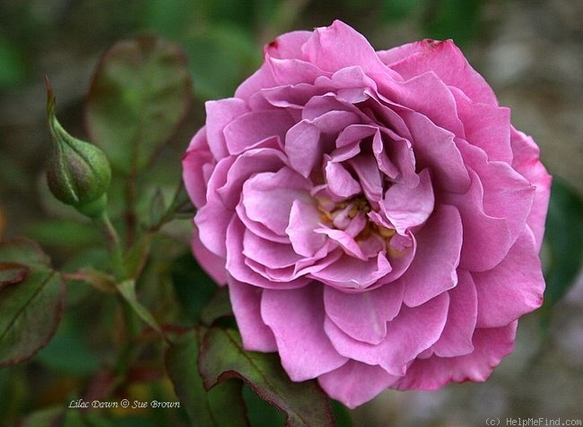 'Lilac Dawn' rose photo