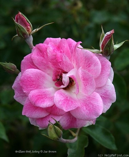 'Brilliant Pink Iceberg' rose photo
