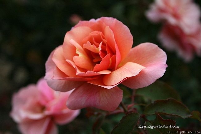 'Loeta Liggett' rose photo
