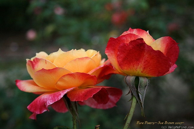 'Pure Poetry ™ (Floribunda, Zary, 1996)' rose photo