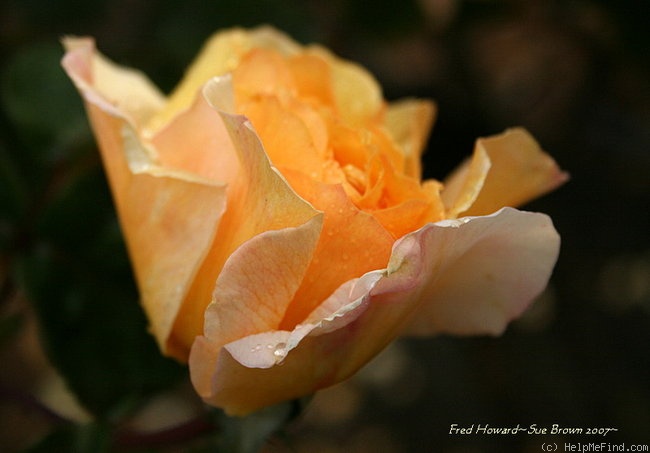 'Fred Howard' rose photo