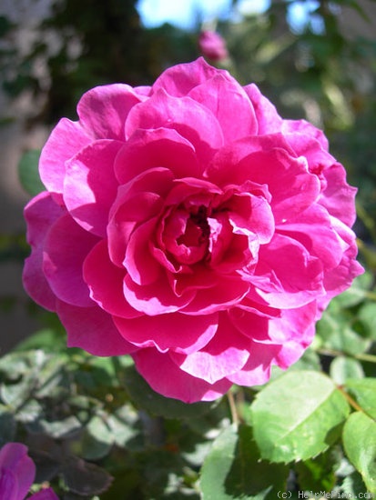 'CHSL1' rose photo