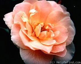 'Patricia (floribunda, Kordes 1972)' rose photo