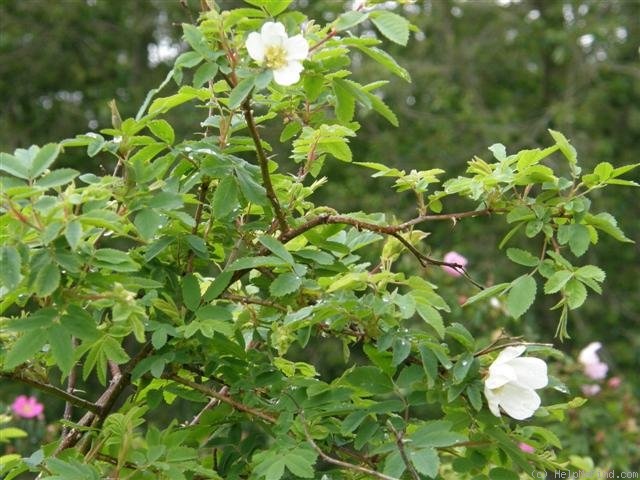 'R. beggeriana' rose photo