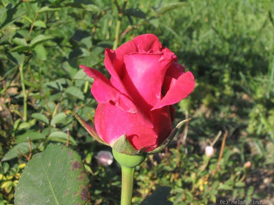 'Rose Dot' rose photo