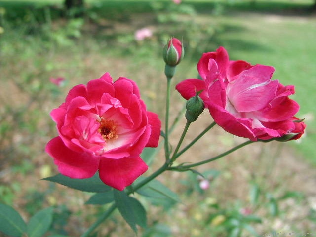 'Slater's Crimson China' rose photo