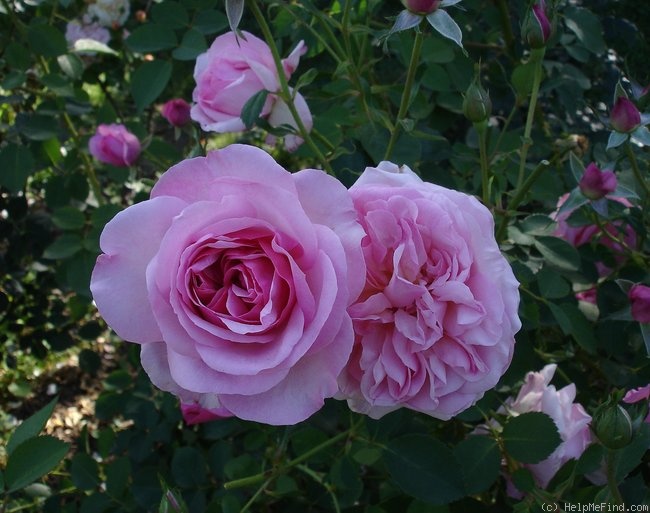 'Hyde Hall ®' rose photo