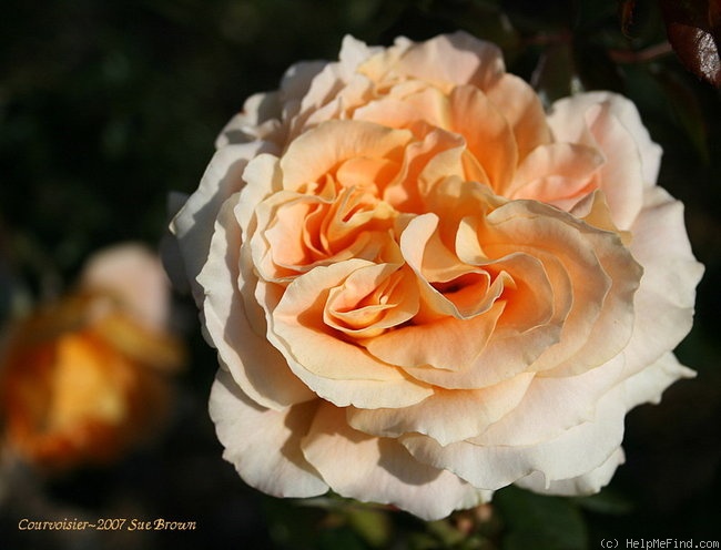 'Courvoisier ®' rose photo