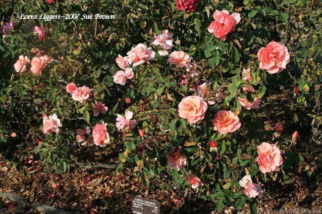 'Loeta Liggett' rose photo